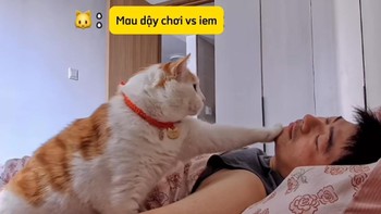 Chú mèo gọi ông chủ dậy siêu đáng yêu