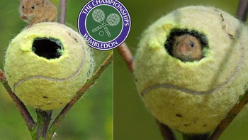 Bóng Wimbledon được tái chế làm ‘nhà’ cho chuột