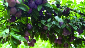 Gương phấn đấu của mận cơm, mận hậu