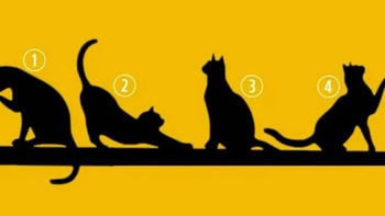 Quiz: Bạn thông minh, nhân hậu hay là người có tâm hồn nghệ thuật?
