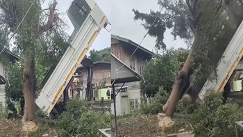Màn hạ cây cổ thụ bằng xe ben đi vào lòng đất