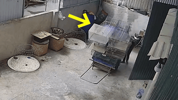 Chồng đứng hình khi vợ ở nhà 'bán hết đàn chim' trong nốt nhạc