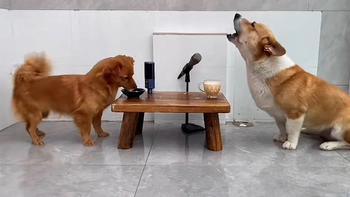 Hai chú chó song ca siêu ngầu