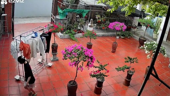 Vỡ chậu cây liên tục: Cái sân hay chủ nhà bất ổn?