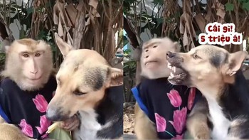 Chú chó cay cú khi khỉ cho ăn 'miếng thịt bịt cái mồm'