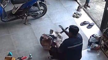Gia chủ bất lực khi chim sổ lồng vì mèo cưng