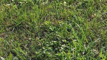 Thử tài tinh mắt: Con rắn ẩn mình ở đâu?