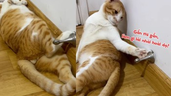 Chú mèo mê ngủ khiến ông chủ cạn lời