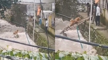 Hồi hộp cảnh giải cứu chú chó thoát dòng nước lũ