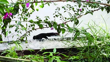 Phục hồi sinh thái Hà Nội: Đón sóc trở về, nhưng vẫn đợi cú mèo