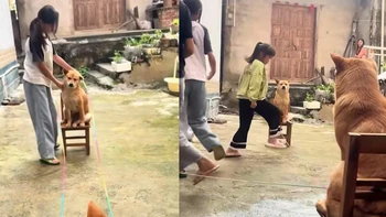 Hai chú chó ngồi yên giữ dây cho các cô chủ nhảy