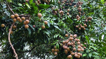 Những mùa nhãn khó nhọc nơi vườn cũ