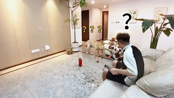 Chú chó cay cú khi bị ông chủ đổ oan