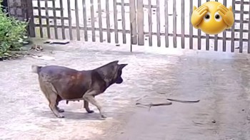 Hai chú chó vô tình được hưởng 'lộc' siêu hài