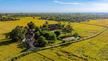 Ngắm cánh đồng lúa vàng ươm thơ mộng ở Xuân Tùy, TP Huế từ trên cao
