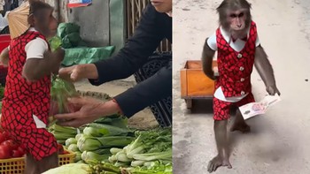 Chú khỉ thông minh biết đi chợ giúp đỡ ông chủ