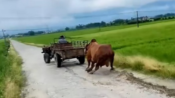 Máy cày món lốp vì kéo không lại bò
