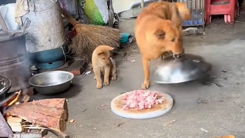 Chó mẹ lén mở lồng bàn lấy trộm cho con miếng thịt