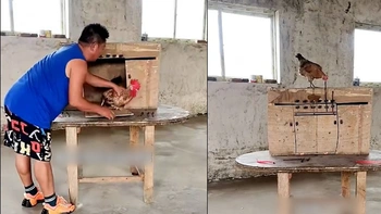 Gà mái cứu bạn đời thoát khỏi chuồng khi bị nhốt