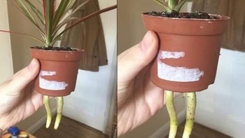 Ảnh vui 25-8: Đến cả cái cây cũng mọc chân để rời bỏ bạn