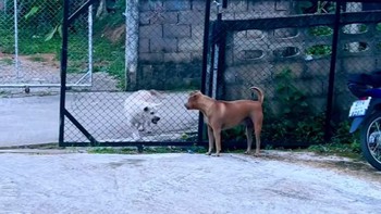 Hai chú chó đổi thái độ khi cánh cổng được mở ra