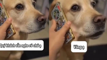Kẻ lừa đảo nổi đóa khi đầu dây bên kia lúc nào cũng 'ừ'