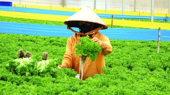 Người ít tiền tìm rau an toàn ở đâu?