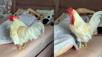 Gà trống nhảy lên giường gáy khi cậu chủ ngủ nướng