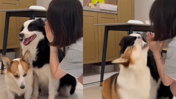 Chú chó nổi quạu vì bị cô chủ 'nấu xói'