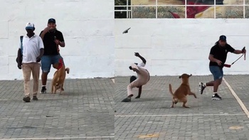 Cười khờ với thanh niên dắt chó đi dạo thích troll người đi đường