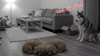 Chó husky chạy té khói vì bị đồng bọn đổ lỗi