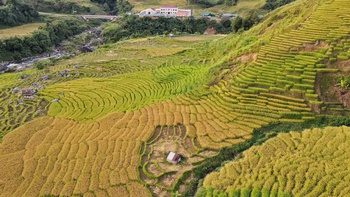 Ngỡ ngàng mùa vàng ở Ngọc Linh, bức tranh tuyệt sắc giữa đại ngàn Quảng Ngãi