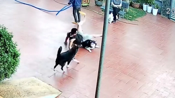 Cậu chủ bị chó cưng đốn ngã dập mông