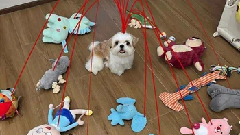 Ảnh vui 4-8: Khi chú chó nhà tôi đu trend 'sợi chỉ đỏ'