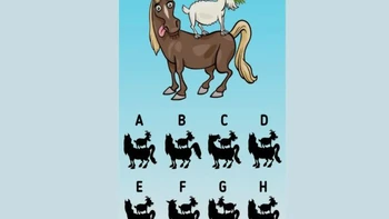 Thử tài tinh mắt: Đâu là bóng của con ngựa và dê?