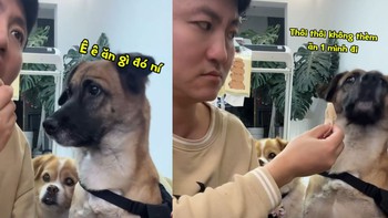 Thái độ hài hước của chú chó khi thấy ông chủ ăn một mình