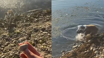 Chú chó mò đá siêu đỉnh