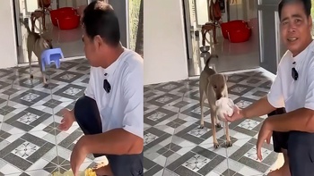 Chú chó biết làm đủ việc khi ông chủ sai bảo