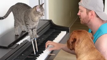 Chó mèo phối hợp với ông chủ đánh đàn piano siêu ngầu