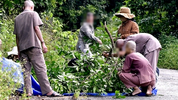 Bẻ cành cây trên bán đảo Sơn Trà - Đà Nẵng, một người đàn ông bị phạt 1,25 triệu đồng