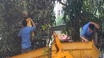 Lấy tổ ong không đồ bảo hộ, người đàn ông bị ong đốt u đầu