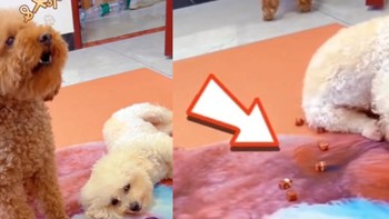 Chú chó lém lỉnh giấu thức ăn rồi đổ thừa cho đồng bọn