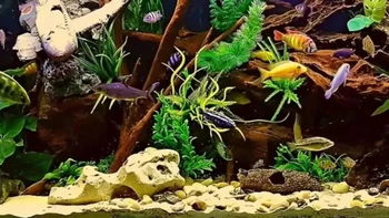Mắt 10/10 mới thấy con cá ngựa ở đâu?