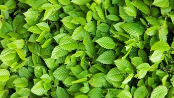 Thử tài tinh mắt: Châu chấu ẩn giấu ở đâu?