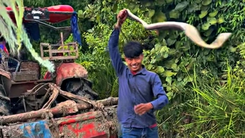 Đang vui bắt được rắn khủng, chàng trai hết cười vì bị cắn
