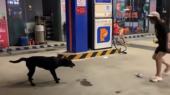 Chú chó làm thủ môn siêu đỉnh