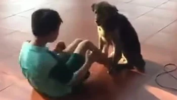 Chú chó ngoan ngoãn ngồi giữ chân giúp cậu chủ tập thể dục