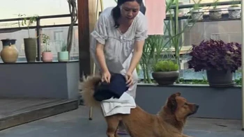 Chú chó thông minh biết giúp đỡ cô chủ làm việc nhà