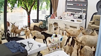 'Trộm vía nay shop được đón đoàn khách từ trên núi xuống'
