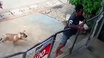 Thấy thanh niên to khỏe, chú chó không dám tặng '3 mũi 900.000 đồng'